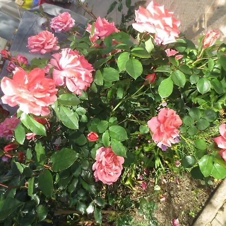 B&B Le Clos Des Oiseaux